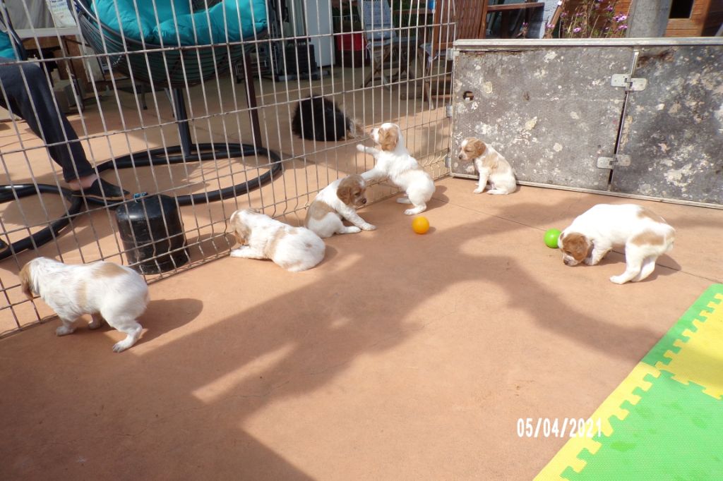 Chiot Epagneul Breton Du Secret Des Cathares
